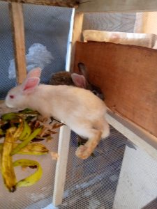 rabbits